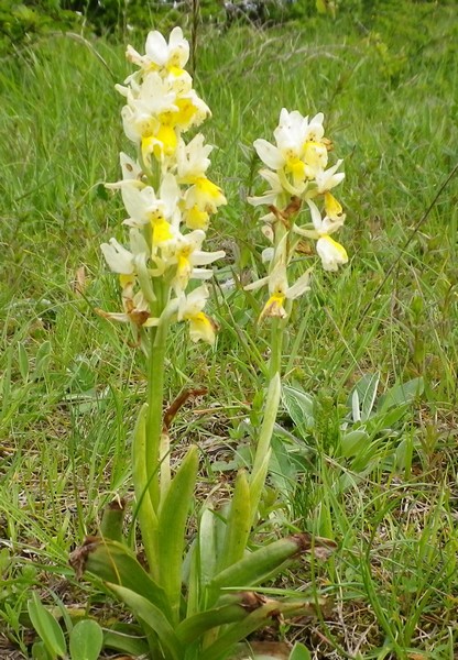 Orchis pauciflora